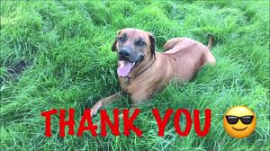 We did not find results for: Ridgeback Rescue A Single Breed Charity Run By A Small Group Of Volunteers