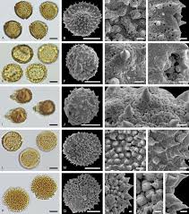 Image result for Hionanthera