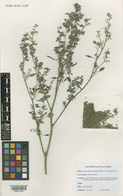 Image result for Chenopodium opulifolium