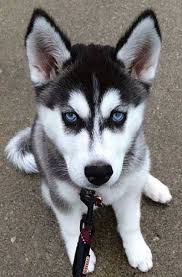 I live in los angeles and my sister realy wants a husky and need to search for one.and im broke. Pin On Cute Puppy