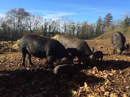 Il vaut mieux selon l'anthropologue« essayer d'élever des porcs en quantités significatives était une mauvaise adaptation écologique». Elevage De Porcs Noirs Commune De Torsac Site Officiel