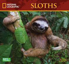 Image Result For Sloths National Geographic Sloth Sloth Life Sloth Facts