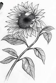 The image can be easily used for any free creative project. Sunflower Pencil Rose Drawing Easy Novocom Top