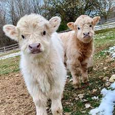 Baby k ретвитнул(а) ser(epic) è sulla luna. 12 Babykuhe Ideen Flauschige Kuhe Susse Kuhe Tierbabys