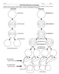 Clearly label each phase and structures of the model. Solved Name Date Per Mitosis Meiosis Summary Instructions Chegg Com