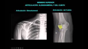 Let us know what's wrong with this preview of bontrager. Bontrager Posiciones Radiologicas Y Correlacion Anatomica Pdf