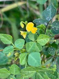 Image result for Rhynchosia