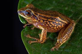 Image result for Pristimantis bambu