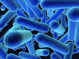 Es gibt verschiedene arten von listerien (listeria), aber l. Listeria Causes Signs Symptoms Outbreak Treatment