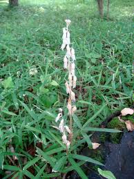 Image result for Epipogium roseum