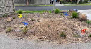 Image result for Sporobolus mildbraedii