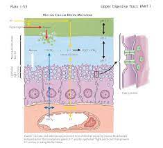 Epithelial Cell Defense Mechanisms Of The Digestive System The Potential For Intraluminal Contents To Cause Sev Defense Mechanisms Digestive System Defense