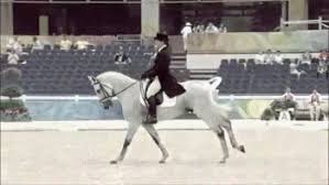 49 hilarious horse memes of october 2019. Animals Horse Olympics Horse Racing Galloping