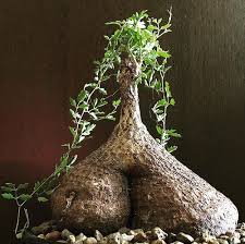 Image result for Cyphostemma