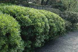 Northern Bayberry Myrica Pensylvanica At Oakland Nurseries Inc Plants Hedges Shrubs