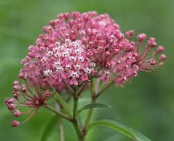 Swamp Milkweed Asclepias Incarnata Wild Flowers Asclepias Incarnata Swamp Milkweed