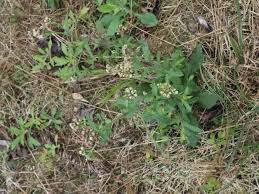 Image result for Eschenbachia