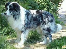 Pin By Barbara Rathmanner On Dog Canine Border Collie Blue Merle Border Collie Blue Big Dogs