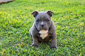 The american bully, or bully pit, is a muscular, stocky, mix breed. American Bully A Gentle And Loving Giant Perfect Dog Breeds