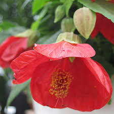 Image result for Abutilon grantii