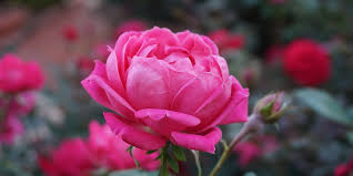 Coltivazione rosa, caratteristiche e specie - Codiferro Master Gardener