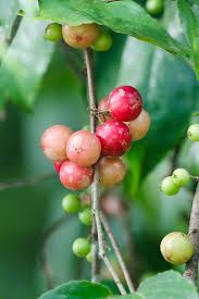 The arabica coffee tree originated in the mountains of ethiopia, where it was first cultivated over 1,000 years ago. Flacourtia Jangomas Wikipedia