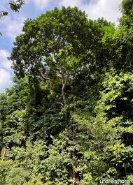 Image result for Ixonanthaceae