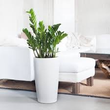 You should also choose a pot with drainage holes to ensure that the plant's roots don't get. Related Image Common House Plants Planters House Plants