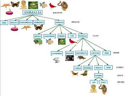 Animal Kingdom Classification Tree Google Search