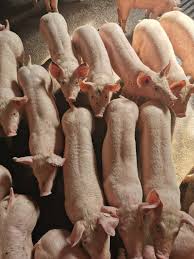 Ferma de reproductie suine malu cu flori membra a companiei pamnic com srl ofera spre vanzare purcei pentru ingrasare cu pamnic com s. Porci Purcei De Vanzare Expoexpres Posts Facebook