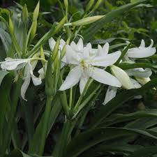 Image result for Crinum moorei