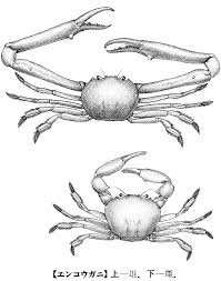 Sudah lama saya mendengar nama tempat ini. Ketam Sains Biologi Mimir Kamus