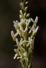 Image result for Hebenstretia angolensis