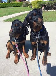 The Head Tilt Precious We Ve Sat Now Where S The Treat You Should Really Know This Game By Now Dogs Rottweiler Dog Breeds