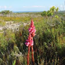 Image result for Eriosema flexuosum