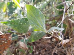 Image result for Vigna racemosa