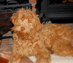 Cerca nel più grande indice di testi integrali mai esistito. Australian Labradoodles Grooming And Coat Types Over The Moon Labradoodles