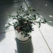 From there, you only need to water it sparingly and give it a few hours of sun each day. Indoor Olive Tree Plant Care Growing Guide