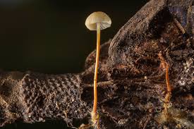 Image result for Strobilurus conigenoides