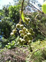 Image result for Neoboutonia