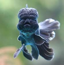 Treknature Black Lionfish Photo Black Goldfish Oranda Goldfish Goldfish