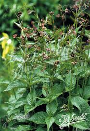 Image result for Vincetoxicum afrum