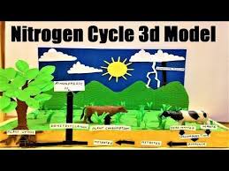 In This Topic We Are Going To Show You How To Build A Nitrogen Cycle Model For Your Science Project Or Ex Nitrogen Cycle Model School Science Experiments Kids