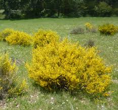 Image result for Genista