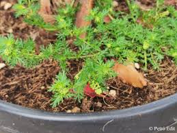 Image result for Coronopus didymus