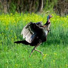 Access district and public hunting land maps. Dnr Fish Wildlife Wild Turkey Hunting Biology And Management