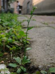 Image result for Arabidopsis
