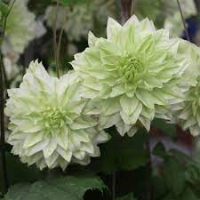 Check spelling or type a new query. Buy Clematis Florida Alba Plena J Parker Dutch Bulbs