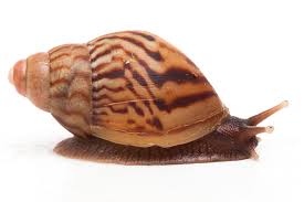 Image result for Hirtella zanzibarica