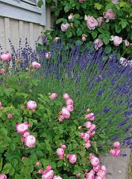 Rosen Lassen Sich Perfekt Mit Lavendel Kombinieren Garten Lavendel Lavendelgarten Garten Bepflanzen